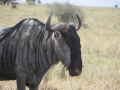 Connochaetes taurinus albojubatus