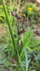 Silene flos-cuculi