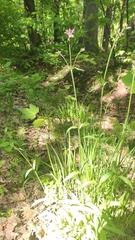 Silene flos-cuculi