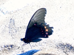 Heraclides rogeri pharnaces