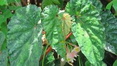 Begonia lukuana