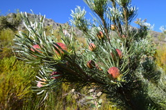 Leucadendron album