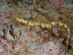 Halicampus macrorhynchus