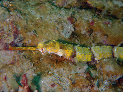 Halicampus macrorhynchus