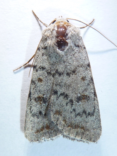 Civil Rustic Moth