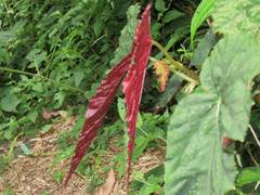 Begonia lukuana