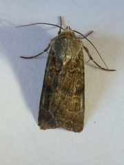 Euxoa comosa
