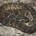 Banded Watersnake - Photo (c) Todd Pierson, some rights reserved (CC BY-NC-SA)
