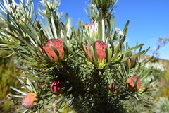 Leucadendron album
