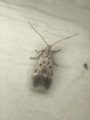 Neodactylota liguritrix