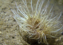 Sagartiogeton undatus