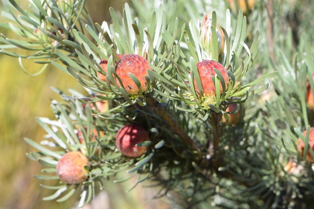 Linearleaf Conebush