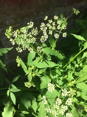 Aegopodium podagraria