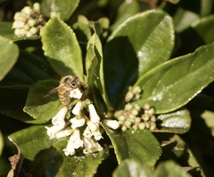 Apis mellifera