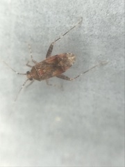 Phytocoris breviusculus