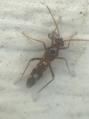 Sericophanes heidemanni