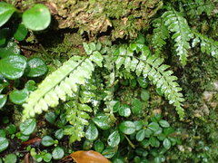 Asplenium lunulatum