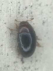 Pseudischyrus extricatus