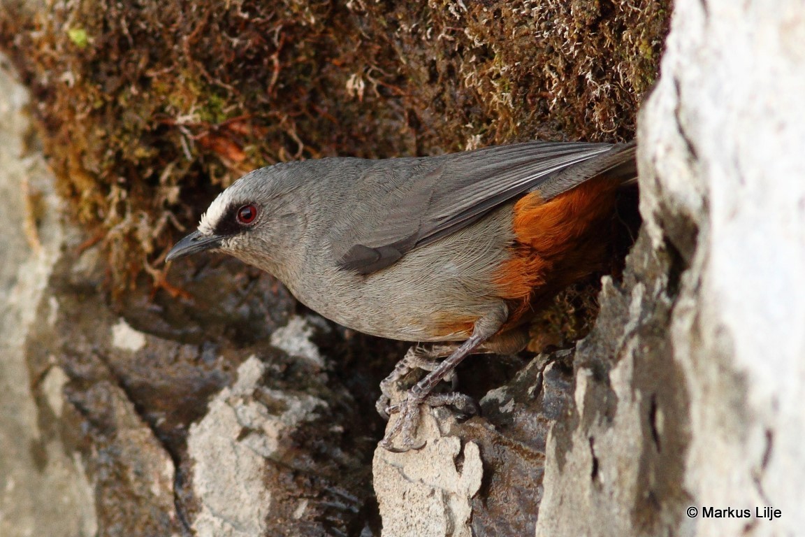 Abyssinian Catbird illustration