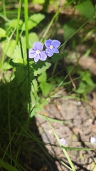 Veronica chamaedrys