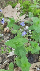 Veronica chamaedrys