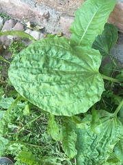 Plantago major