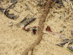 Micrauchenus lineola