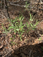 Asimina angustifolia