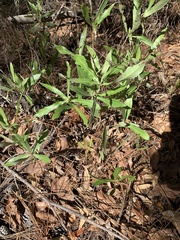 Asimina angustifolia