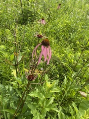 Echinacea laevigata
