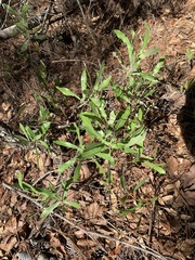 Asimina angustifolia