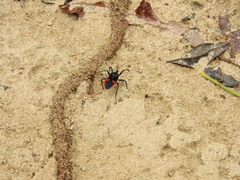 Micrauchenus lineola