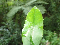 Elaeodendron croceum