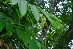Vanoverberghia sasakiana