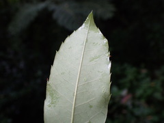 Elaeodendron croceum