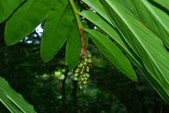 Vanoverberghia sasakiana