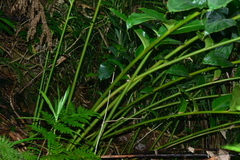 Vanoverberghia sasakiana