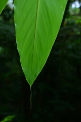 Vanoverberghia sasakiana