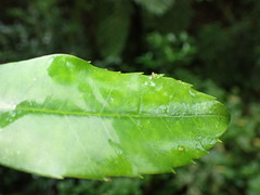 Elaeodendron croceum