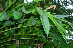 Vanoverberghia sasakiana