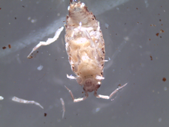 Chaetophiloscia elongata
