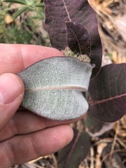 Asclepias hypoleuca