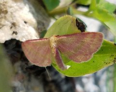 Leptostales laevitaria