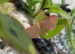 Leptostales laevitaria