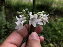 Penstemon tubaeflorus