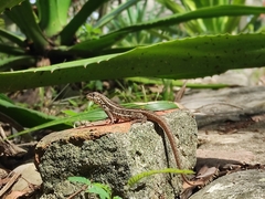 Leiocephalus personatus