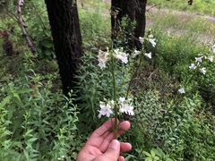 Penstemon tubaeflorus