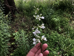 Penstemon tubaeflorus