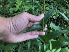 Penstemon tubaeflorus