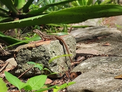 Leiocephalus personatus